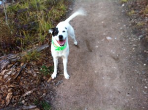 happy pup happy pup